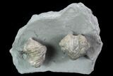 Pair Of Fossil Brachiopods (Platystrophia) - Indiana #95957-1